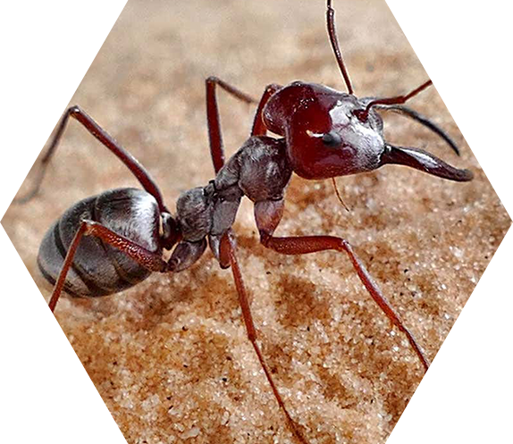 ant control cornwall