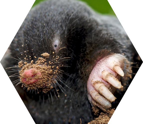 mole catcher cornwall