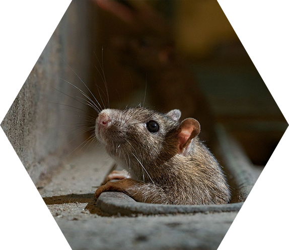 pest control st columb major