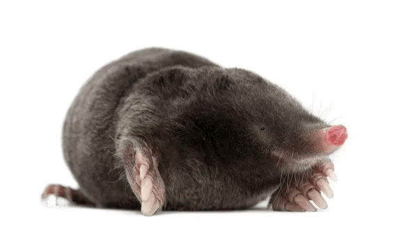 pest control st columb major